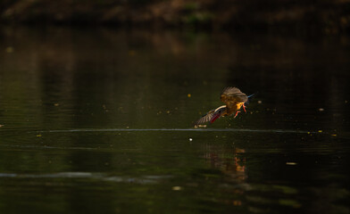 Colorful kingfisher bird bursting out of the water with a fish in its beak, dramatic splash