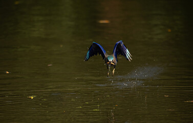 Colorful bird diving into the water to catch prey, wings spread wide showing vibrant blue feathers