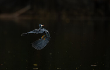 Grey heron catching a fish while taking off from the water, wings spread wide with reflections