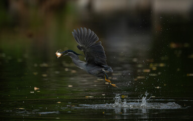 Grey heron catching a fish while taking off from the water, wings spread wide with reflections