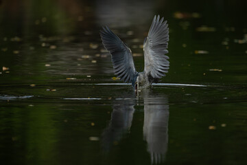 Grey heron catching a fish while taking off from the water, wings spread wide with reflections