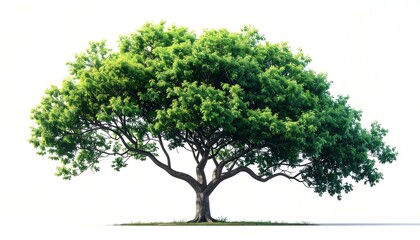 An isolated deciduous tree with a full, verdant crown. Its strong trunk and branches are visible, contrasted by a white background