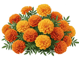 A vibrant cluster of orange marigold flowers against a dark background