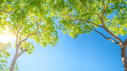 Fototapeta premium Park under a clear blue summer sky.