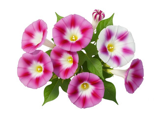 A vibrant cluster of pink and white morning glory flowers in bloom