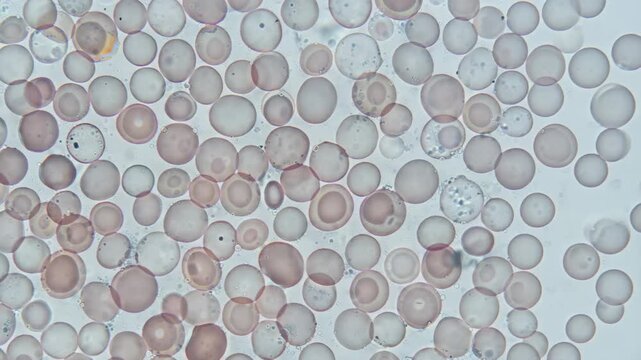 Fictional Blood Smear Animation Showing Red Blood Cells