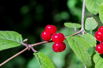 Red berries of fly honeysuckle (Lonicera xylosteum)