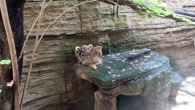 Wild serval cat resting on stone ledge in enclosure