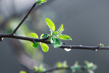 Fresh young leaves blooming in spring time with rain droplets.