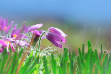 Closeup of beautiful Pasque Flowers in the garden meadow.
