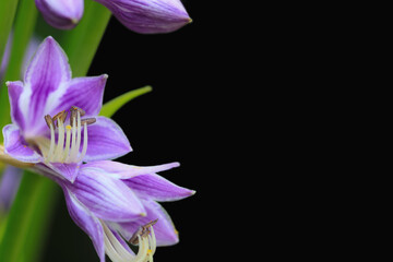 Purple flowers of a Hosta ventricosa, also known as the blue plantain lily.