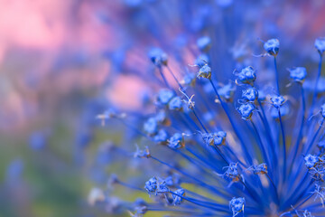 Close up view of Allium flower also known as ornamental bulbous perennial.
