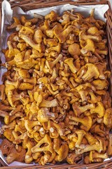 Basket with fresh golden chanterelle mushrooms