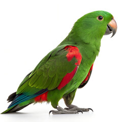 Male Eclectus Parrot Isolated on White Background.