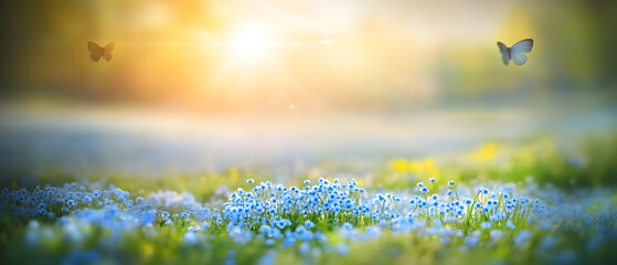 Blue tiny flowers on a spring blooming meadow with butterflies.