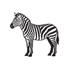 Fototapeta premium Striking black and white graphic illustration of a standing zebra, showcasing its iconic striped pattern from head to tail, isolated on a clean white background, representing wild beauty and African w