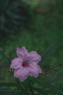 Soft Pink Ruella Close Up shot