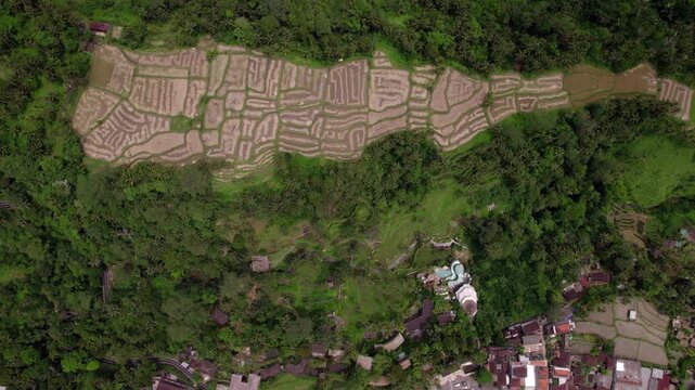 Alas Harum top-down high aerial with terraced rice fields, sideways tracking, Ubud, Bali