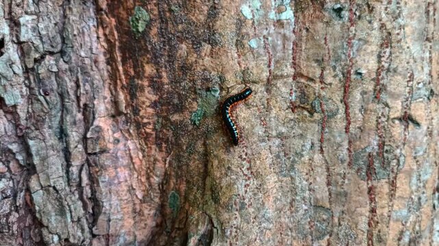 Close view of Orthomorpha coarctata millipede steadily crawling along a tree trunk. 