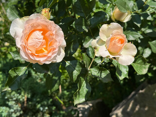 English Rose shrub with rosettes of pale apricot flowers. 