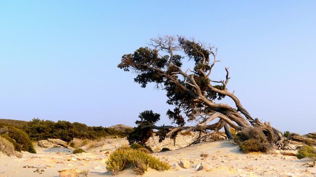 Ancient cedar tree growing on the sand dunes of Simos Beach in Elafonisos, Greece. A wild and scenic Mediterranean coastal landscape under a clear blue sky in the Peloponnese.