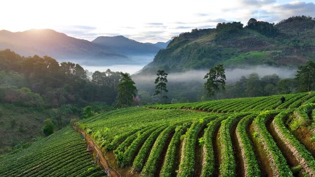 Strawberry garden at sunrise on Doi Ang Khang, Chiang Mai, Thailand.