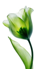 Vibrant Green Tulip: Capturing the exquisite beauty of a solitary tulip in full bloom, its delicate petals showcase a stunning display of translucent shades.