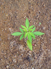 A verdant sprout, its leaves outstretched, reaches for the sun from the nutrient-rich earth, signaling new growth in nature's embrace.