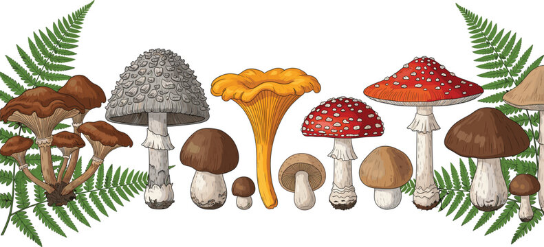 Forest mushrooms with ferns vector collection, wild fungi and botanical leaves illustration for nature and organic food design