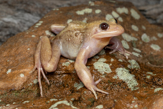 Australian Leucistic Striped Marsh Frog