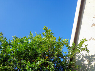 Vibrant green foliage against a backdrop of clear blue skies, beside an aged, white wall casting shadows, inviting tranquility and peace.