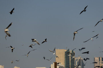 Obraz premium Seagulls fly in the sky above city buildings