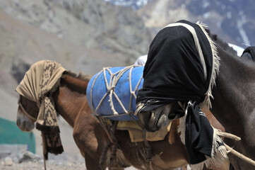 Horses kept in mountainous areas for the movement of climbers, mountaineers, and tourists. Blindfolded horses. Beautiful horses.