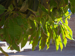 Sunlight filters through lush green leaves, casting dappled shadows on a summer's day. The leaves sway in the breeze, creating a calming effect.