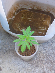 Small sapling in a plastic pot, with vibrant green leaves, positioned beside a large container, offering a glimpse into its developmental stage.