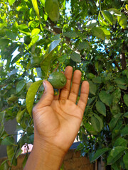 A hand gently cradles a fresh, unripe citrus fruit, bathed in sunlight amidst the lush green leaves, highlighting nature's bounty and harvest.