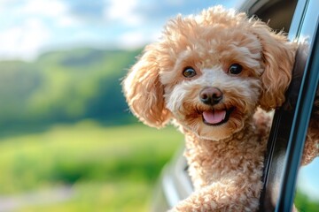 A small, fluffy dog with a pink nose and a wagging tail, sitting in the passenger seat of a car, looking out the window with a happy expression.