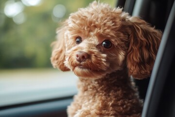 A small, fluffy brown dog sits in the driver's seat of a car, looking out the window with a curious expression.