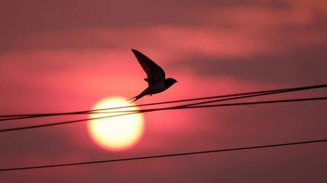 Evocative sunset with rich red hues, a bird in flight silhouetted against dramatic sky,