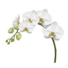 Fototapeta premium white orchid flowers on stem isolated.