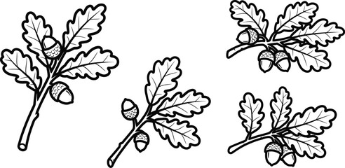 Detailed oak leaf and acorn illustrations perfect for design on transparent background silhouette © MdGolam