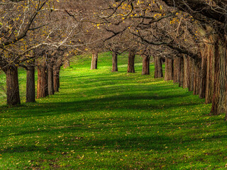 Lovely Autumnal Avenue Of Trees