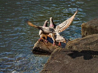 Pigeon Heading For Pigeons Spot