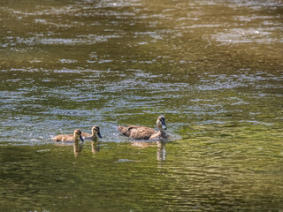 Wood Duck Mother And Two Chicks