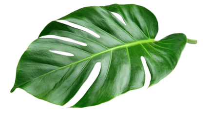 Lush vibrant green tropical Monstera plant leaf with characteristic natural splits and holes, available as a PNG file on transparent background