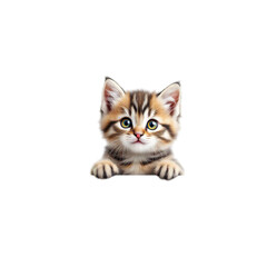Obraz premium A cute kitten peeking over a surface on transparent background