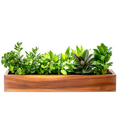 Wooden Planter Box with Green Plants Isolated on Transparent Background &ndash; Indoor Decorative Greenery