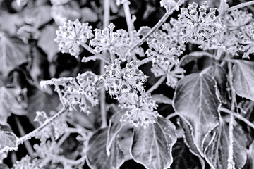 frost on ivy blossom
