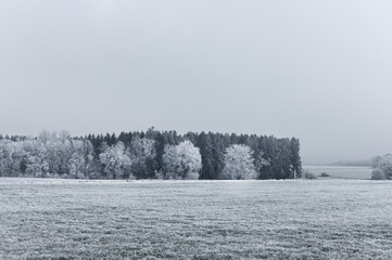 snow covered trees, winter andscape in upper swabia