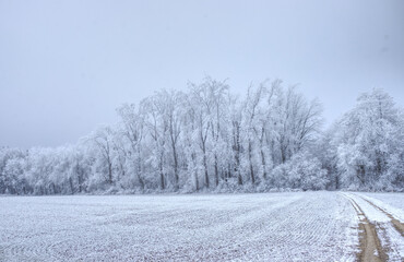 snow covered trees in a winter andcsape